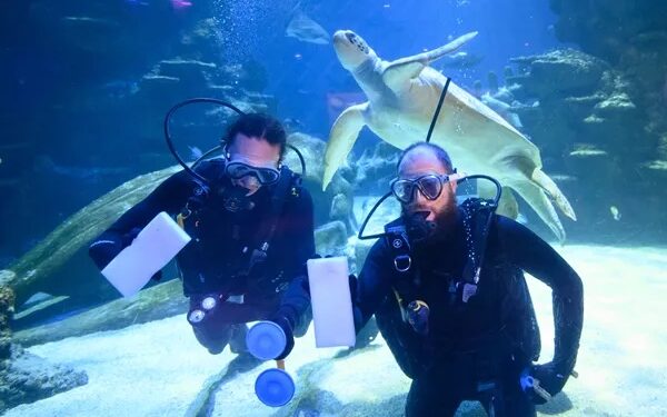 Aquarists taking a headcount in London Aquarium's tanks. Credit: SEA LIFE London Aquarium