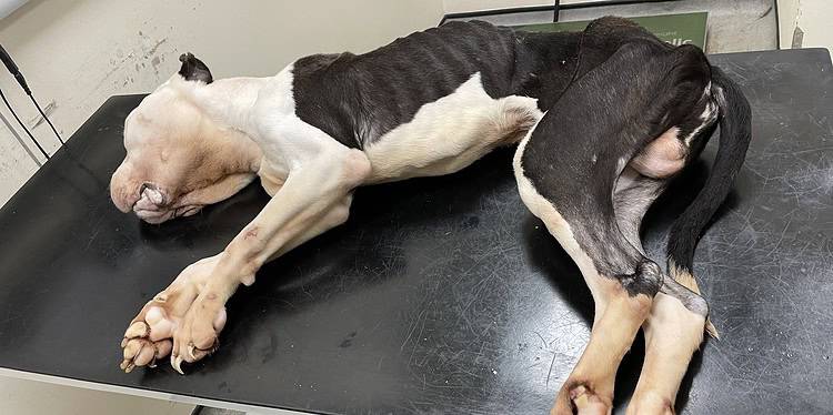 Patch was dead by the time he was brought to the vet. Image: RSPCA