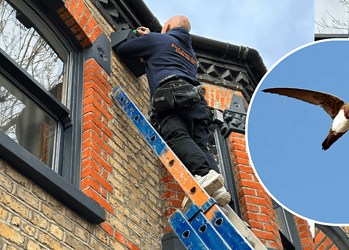 Local roofer Darren Long installing a box on an East Dulwich home: Swift image credit: animal.boi