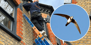 Local roofer Darren Long installing a box on an East Dulwich home: Swift image credit: animal.boi