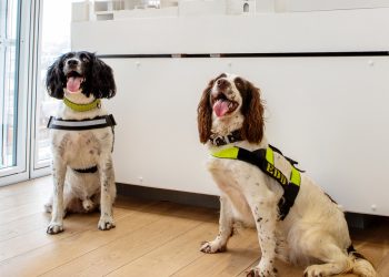 Scooby and Jhunu. (credit: The Shard)